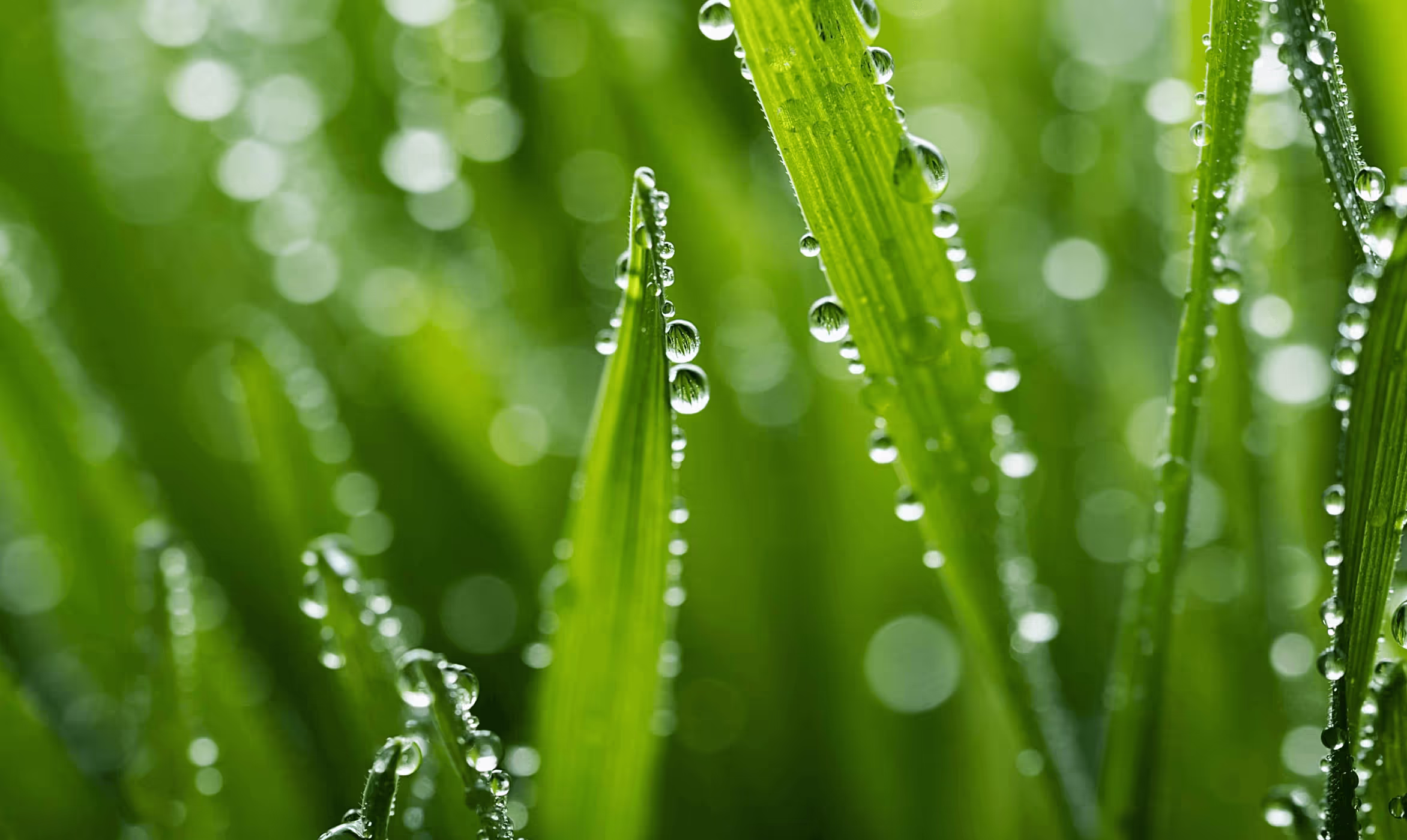 Weather resistant deer repellent in Folsom, NJ