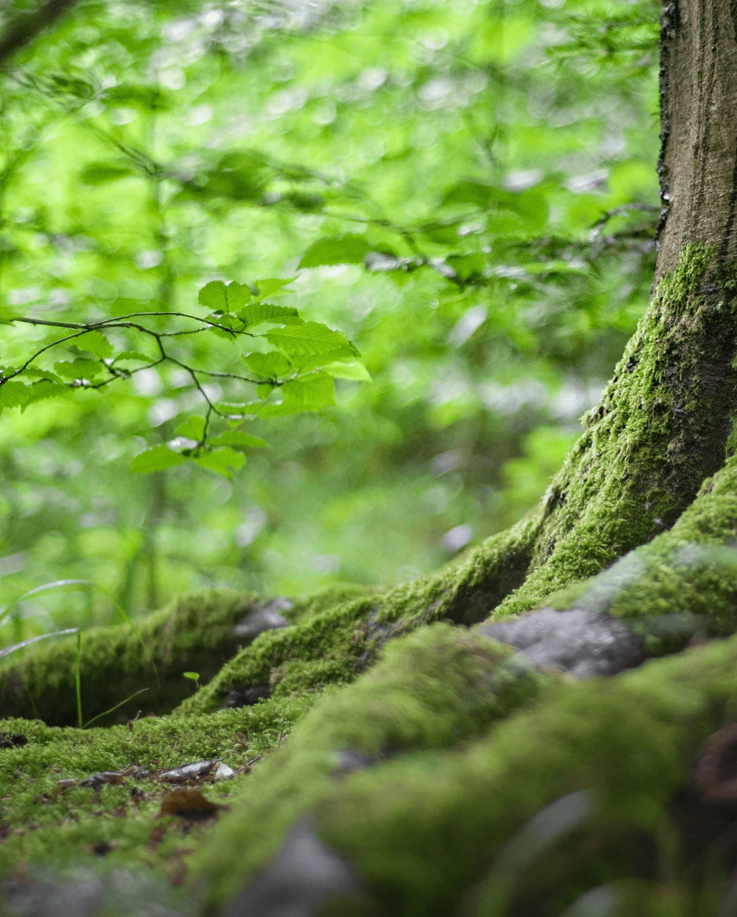 Environmentally safe deer repellent in Folsom, NJ
